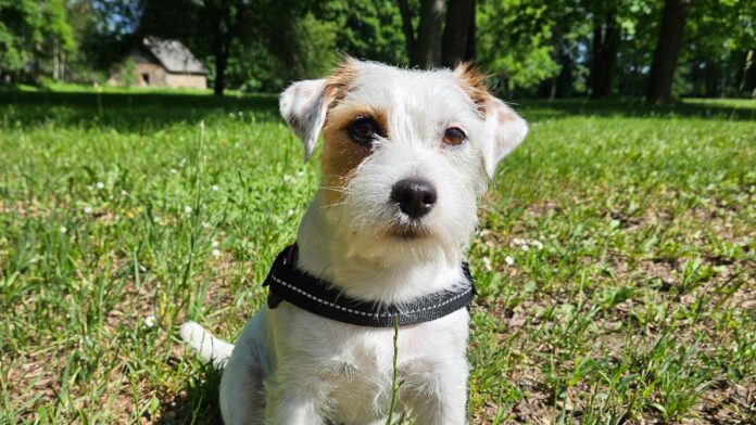 Pargis murul Istuv koer, Jack Russelli terjer.